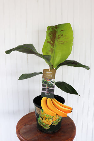 6" Banana (Musa)