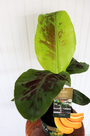 6" Banana (Musa)