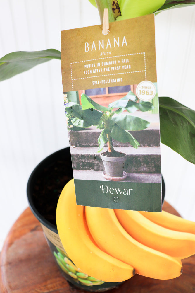 
            
                Load image into Gallery viewer, 6&amp;quot; Banana (Musa)
            
        