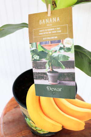 6" Banana (Musa)