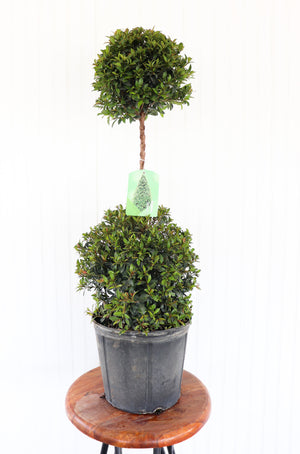 10" Eugenia Topiary 2-Ball
