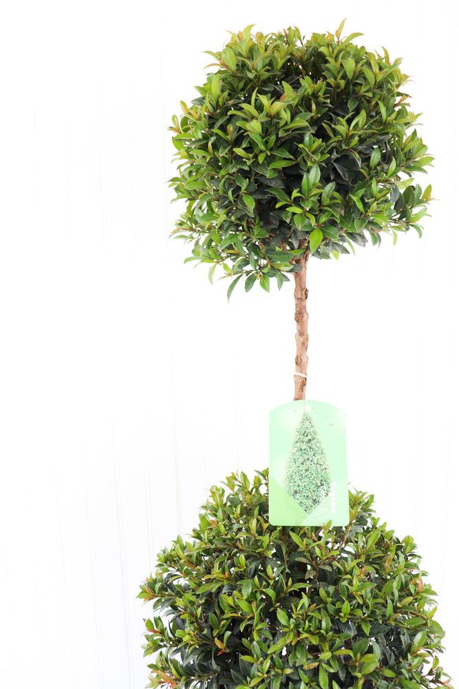 10" Eugenia Topiary 2-Ball