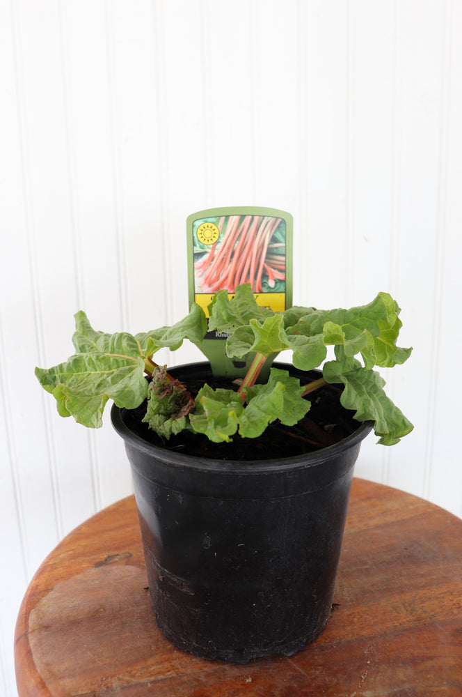 Victoria Rhubarb