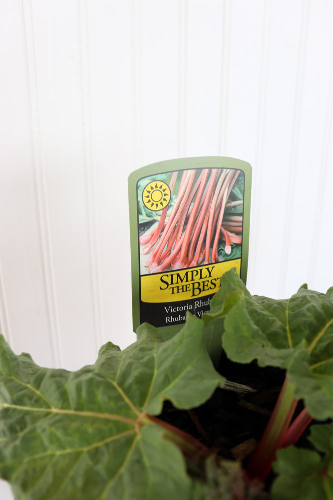 Victoria Rhubarb