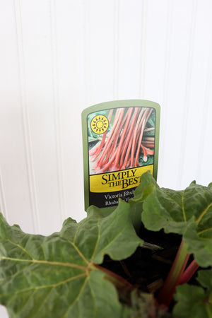 Victoria Rhubarb