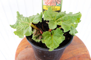 Victoria Rhubarb