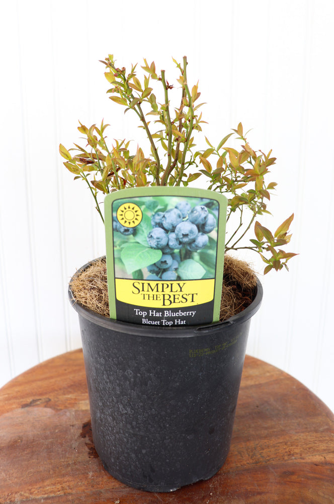 Top Hat Lowbush Blueberry