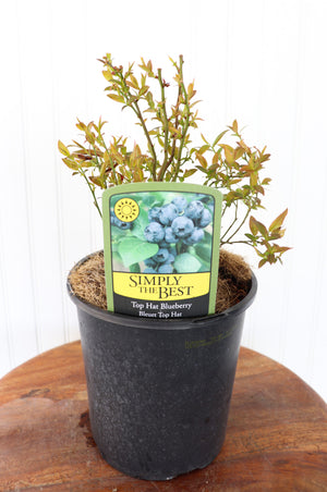 Top Hat Lowbush Blueberry