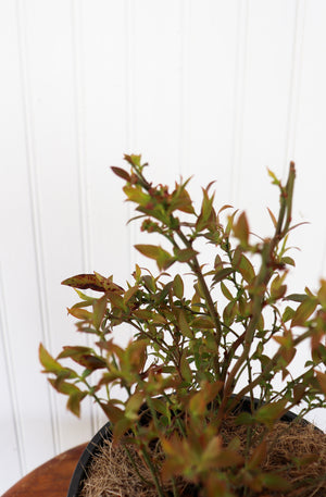 Top Hat Lowbush Blueberry
