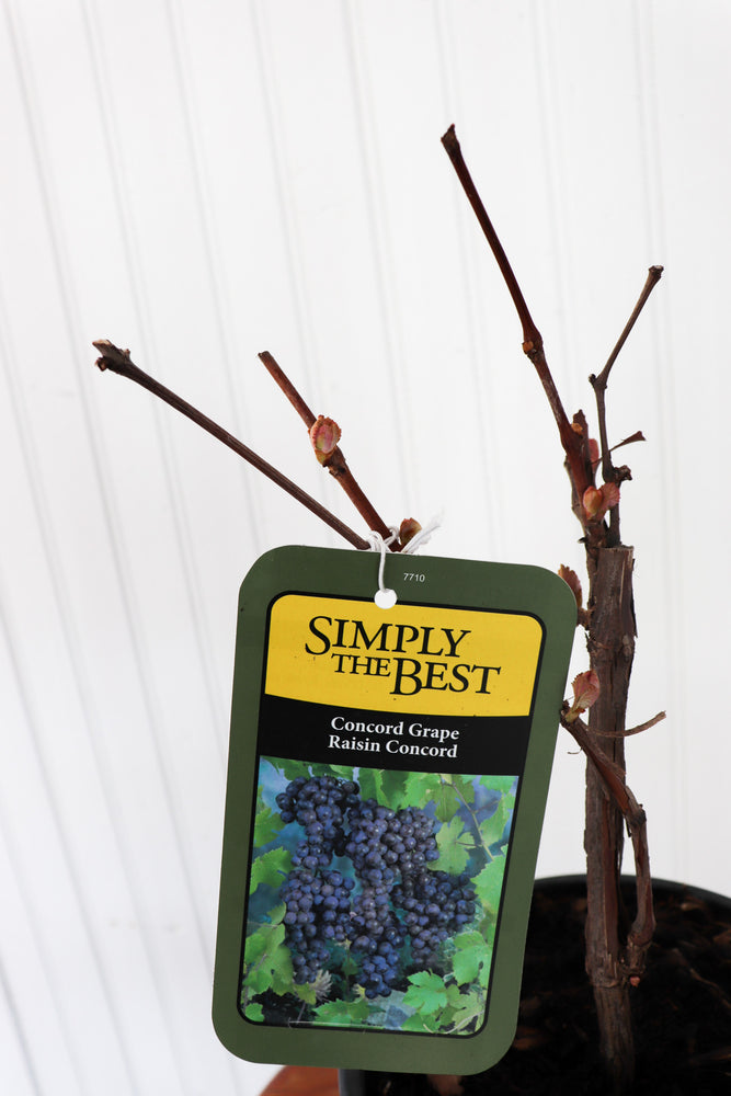 Concord Grape