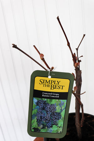 Concord Grape