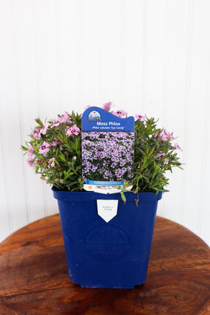 Phlox Subulata Eye Candy