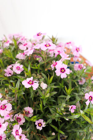 Phlox Subulata Eye Candy