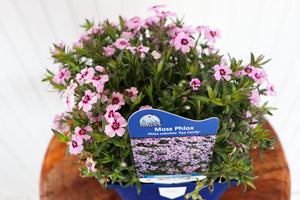 Phlox Subulata Eye Candy