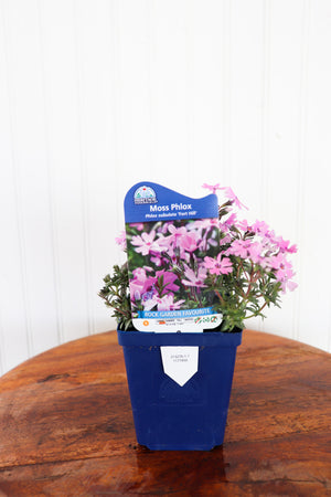 Phlox Subulata Fort Hill