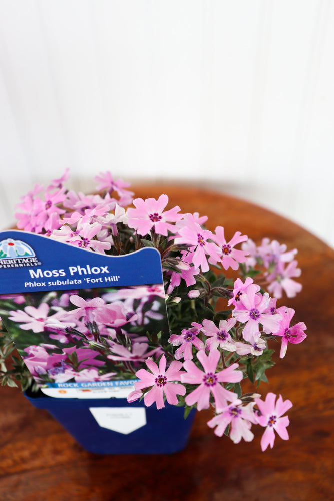 Phlox Subulata Fort Hill