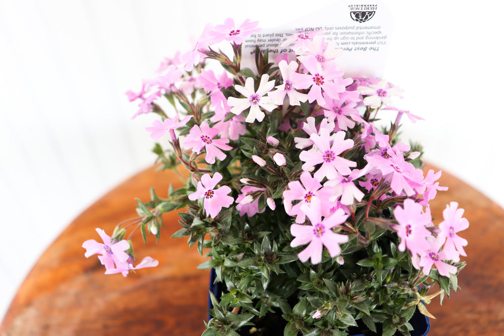 Phlox Subulata Fort Hill