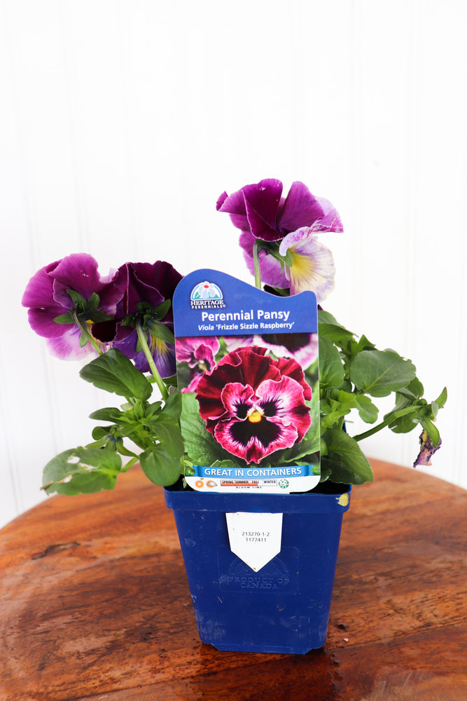 Viola X Wittrockiana Frizzle Sizzle Raspberry
