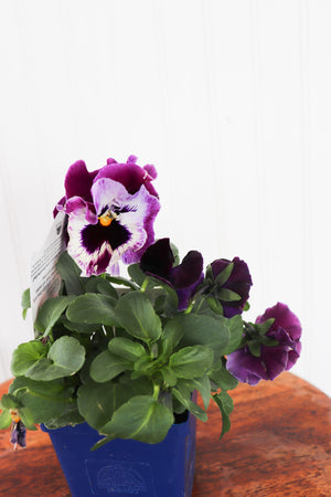 Viola X Wittrockiana Frizzle Sizzle Raspberry