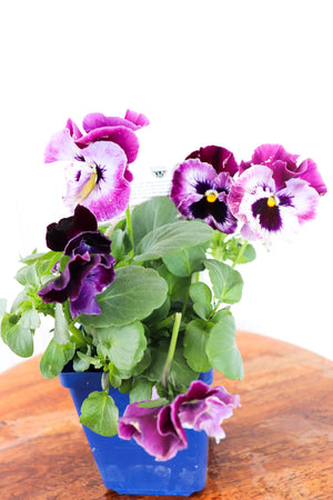 Viola X Wittrockiana Frizzle Sizzle Raspberry