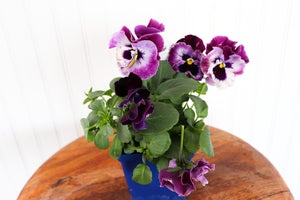 Viola X Wittrockiana Frizzle Sizzle Raspberry
