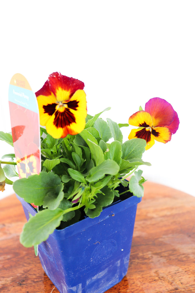 Viola C. Sorbet Fire