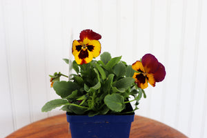 Viola C. Sorbet Fire