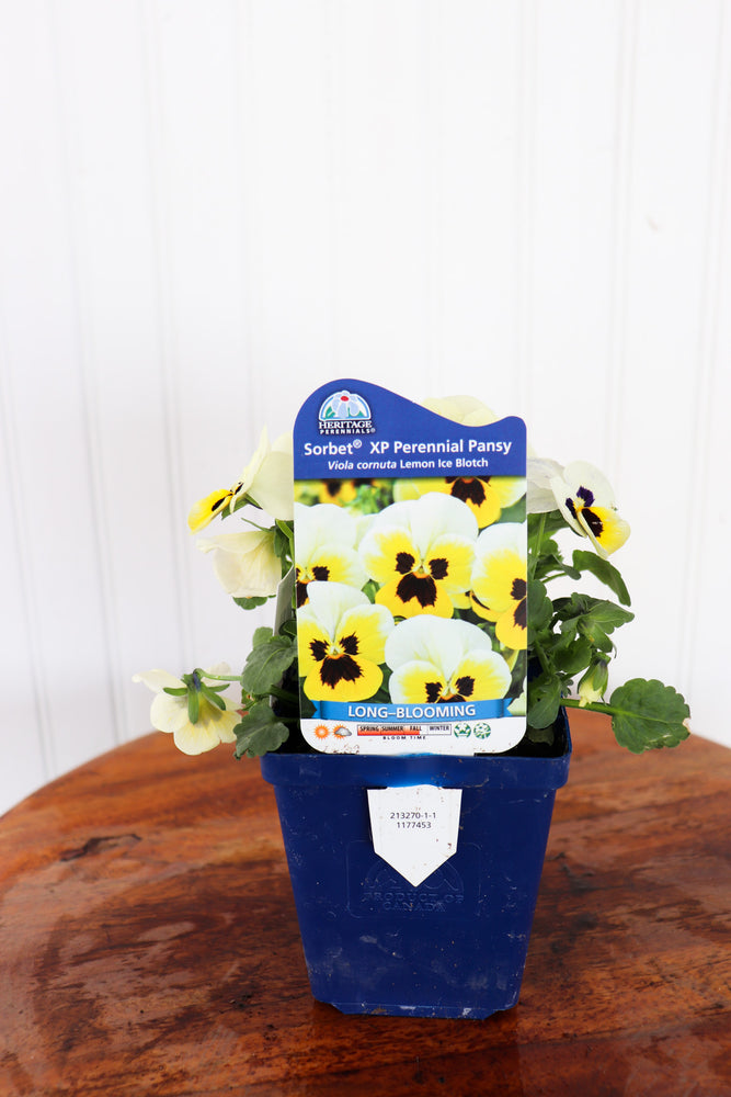 Viola C. Sorbet XP Lemon Ice Blotch