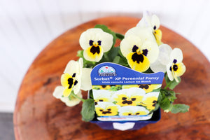Viola C. Sorbet XP Lemon Ice Blotch
