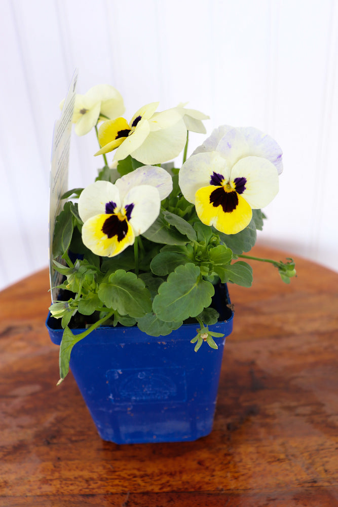 Viola C. Sorbet XP Lemon Ice Blotch