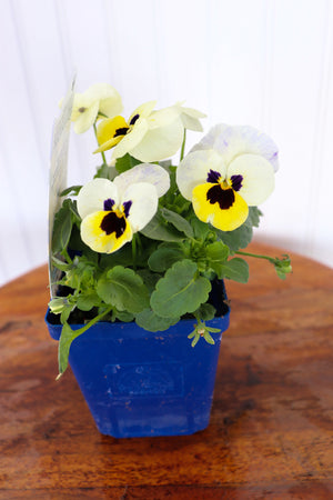 Viola C. Sorbet XP Lemon Ice Blotch