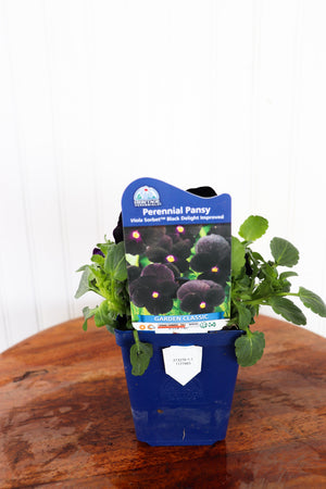 Viola C. Sorbet Black Delight