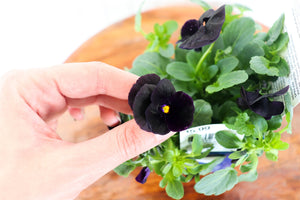 Viola C. Sorbet Black Delight