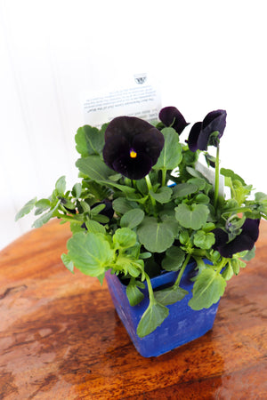Viola C. Sorbet Black Delight