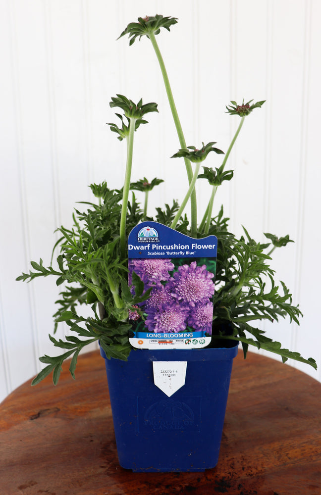Dwarf Pincushion Flower | Scabiosa Butterfly Blue