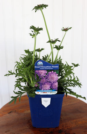 Dwarf Pincushion Flower | Scabiosa Butterfly Blue