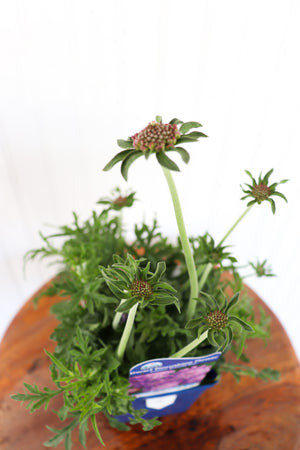 Dwarf Pincushion Flower | Scabiosa Butterfly Blue