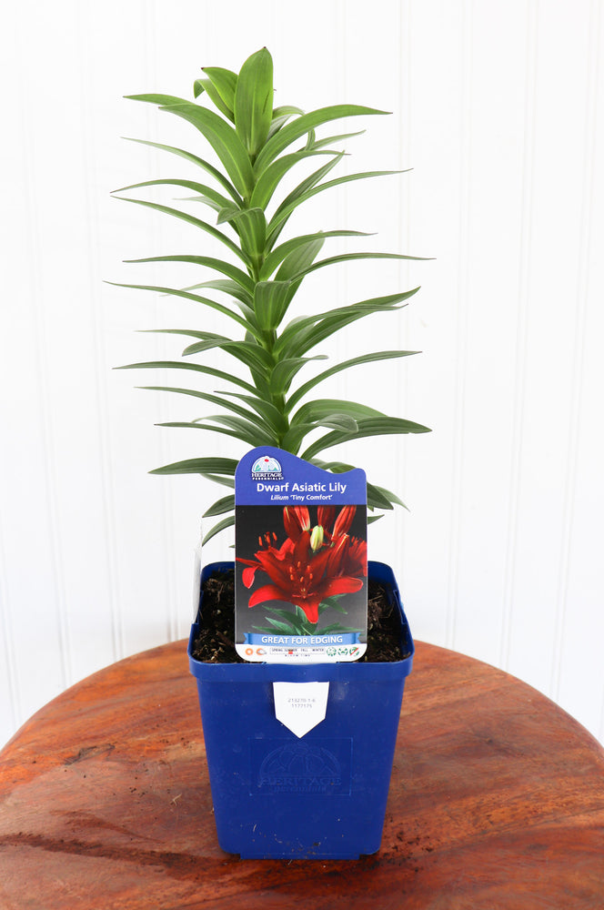 Dwarf Asiatic Lily | Lilium Tiny Comfort