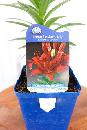 Dwarf Asiatic Lily | Lilium Tiny Comfort