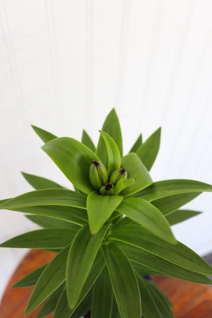 Dwarf Asiatic Lily | Lilium Tiny Comfort