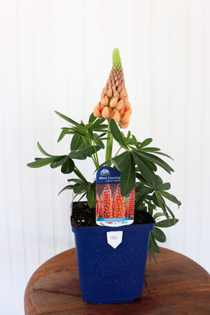 Lupinus WC Salmon Star
