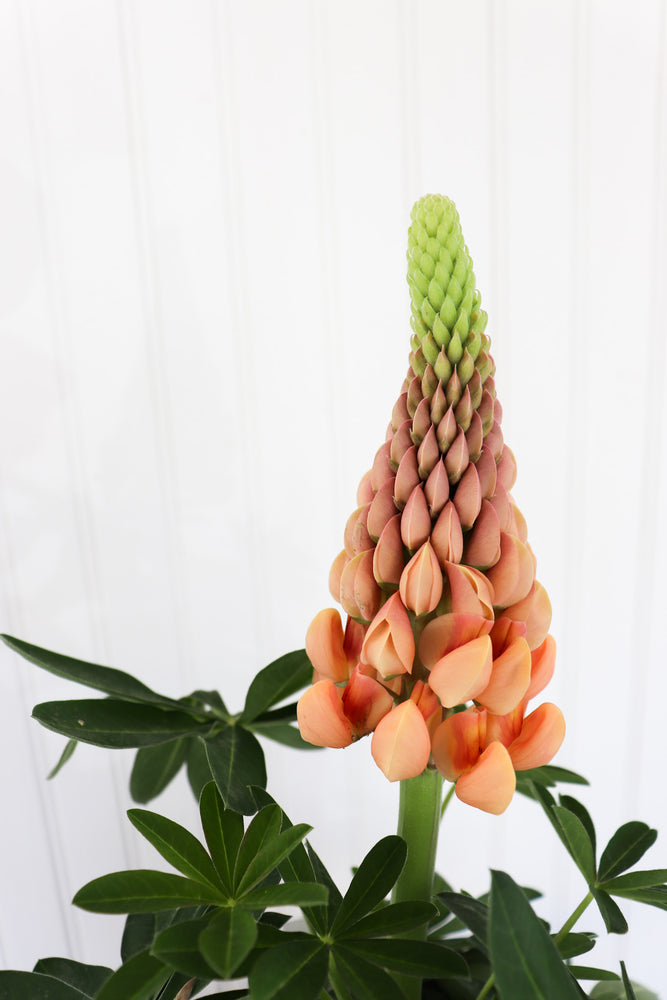 
            
                Load image into Gallery viewer, Lupinus WC Salmon Star
            
        