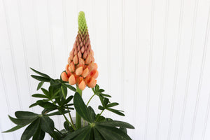 Lupinus WC Salmon Star
