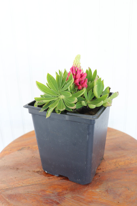 Mini Gallery Red Lupine