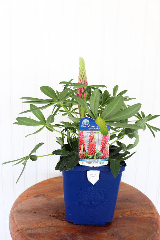 Lupinus WC Red Rum