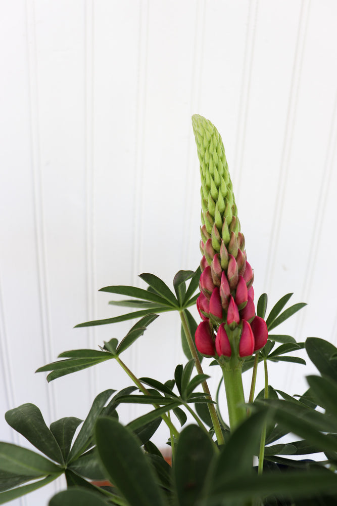 Lupinus WC Red Rum