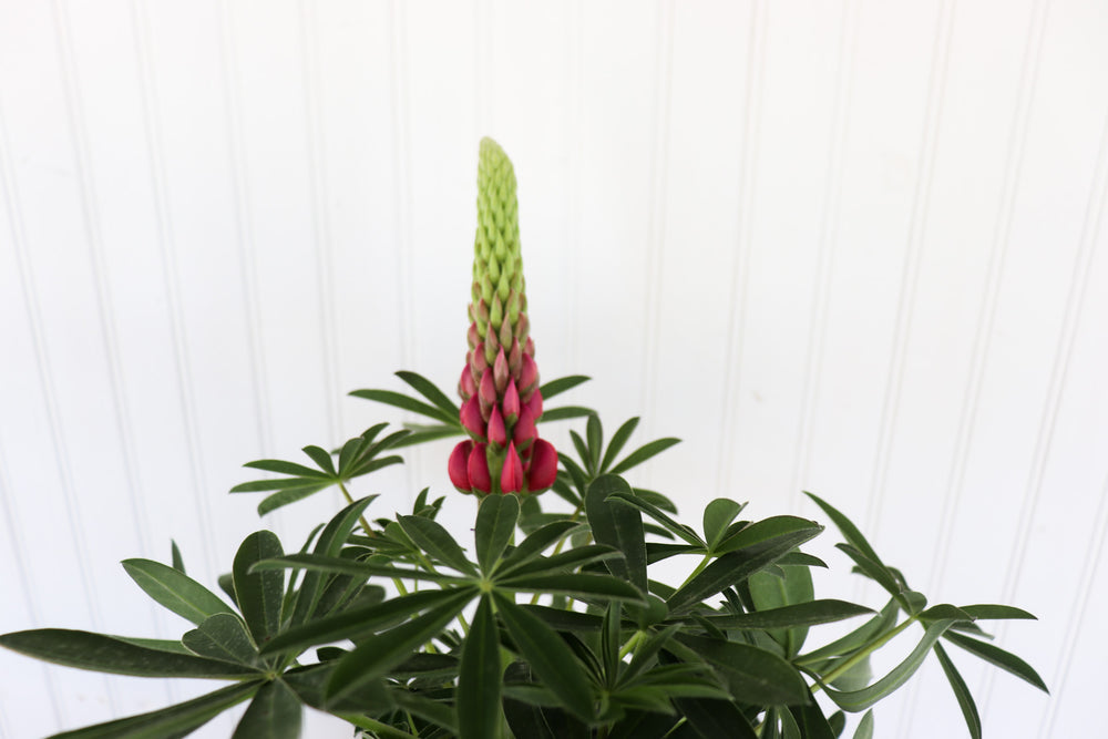 Lupinus WC Red Rum