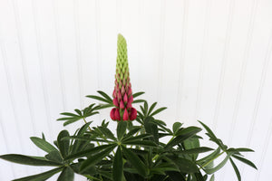 Lupinus WC Red Rum