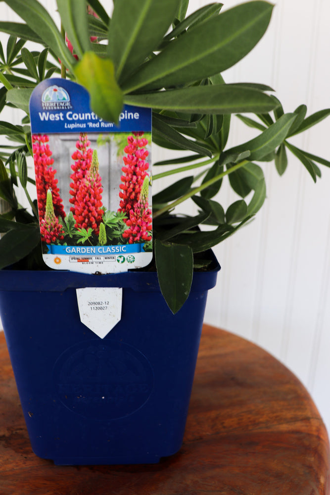 Lupinus WC Red Rum