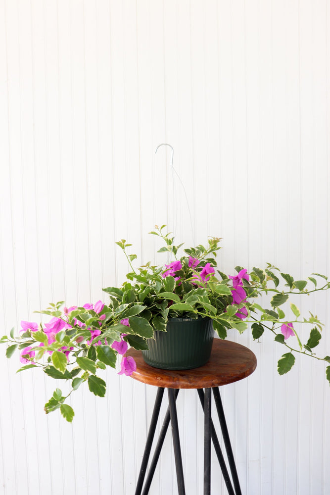 10" Bougainvillea Hanging Basket (Multiple Colours)